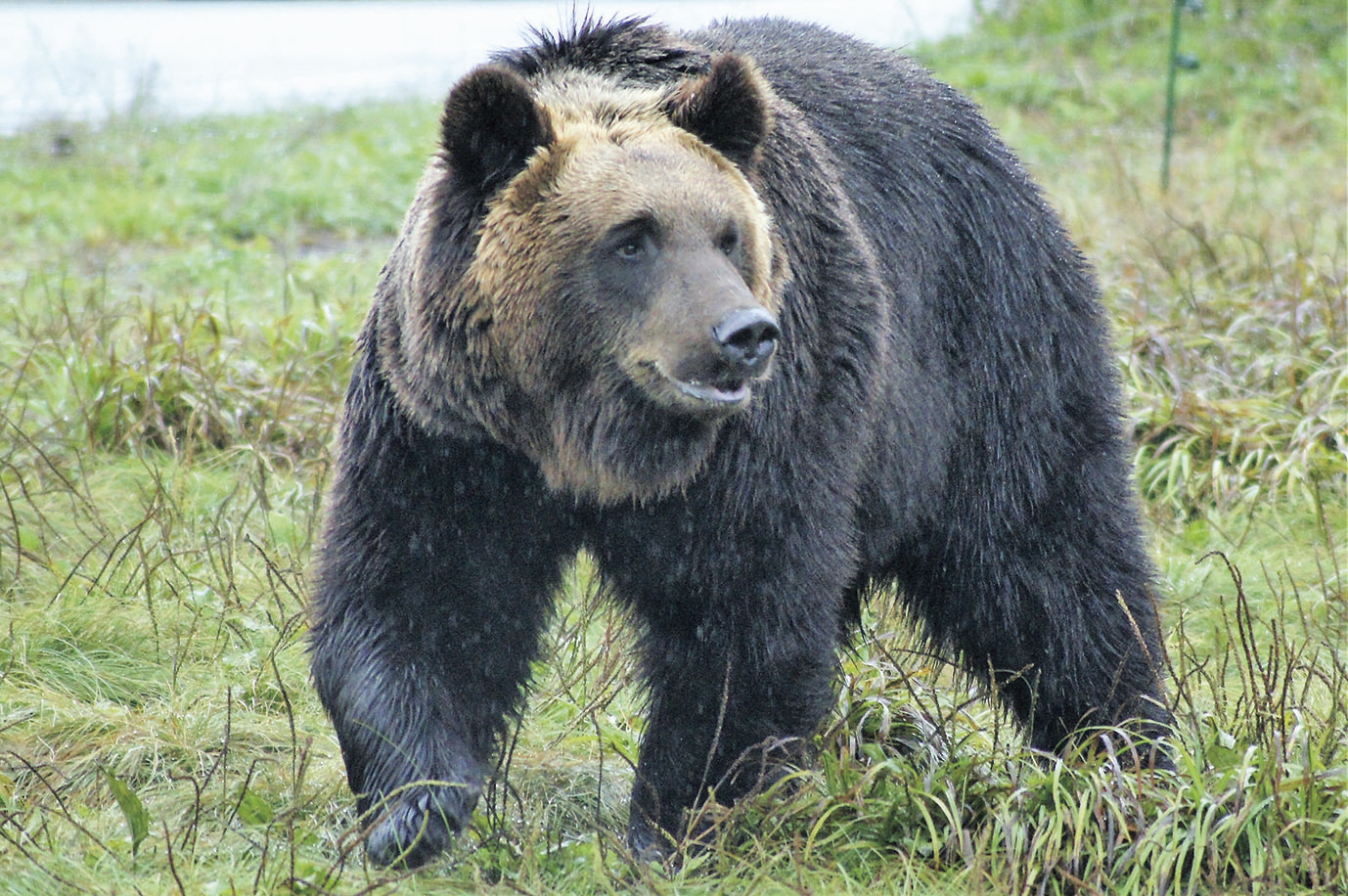 ヒグマ画像