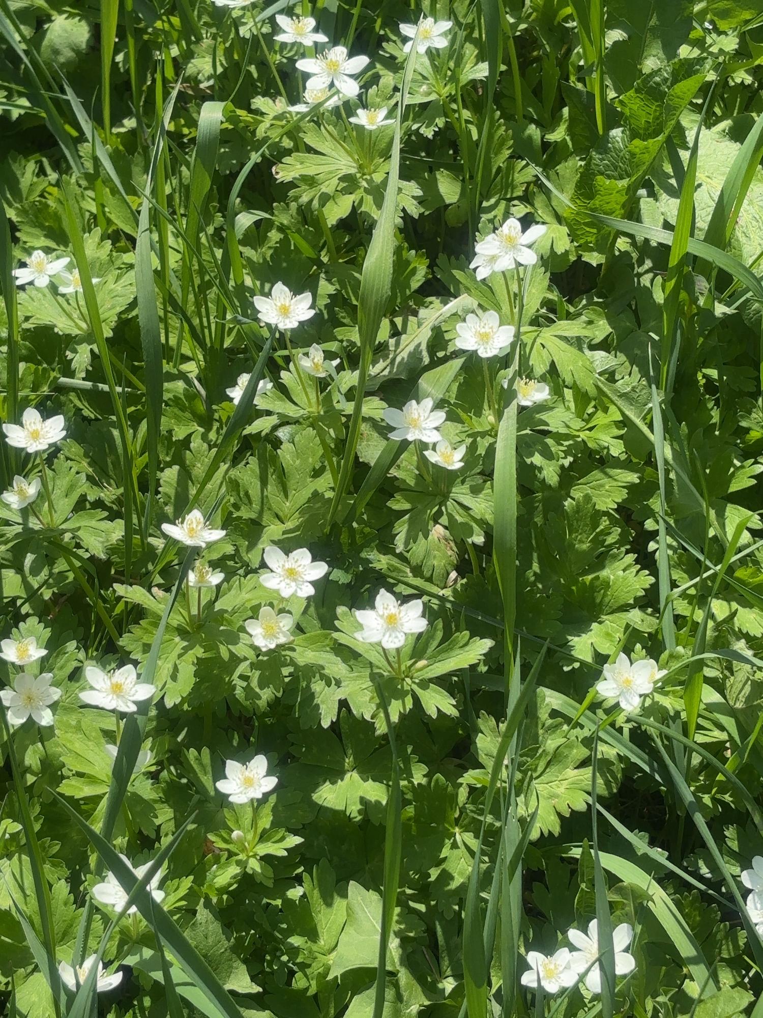 移植したニリンソウ