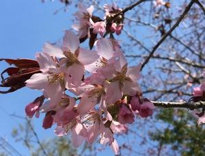 桜の花が枝に咲いている写真