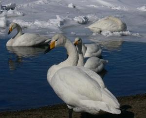 白鳥が5羽水辺にいる写真