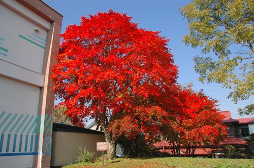 学校の校庭にある弟子屈町の名木モミジの木の画像