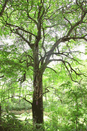 弟子屈町の名木エゾノコリンゴの木の写真