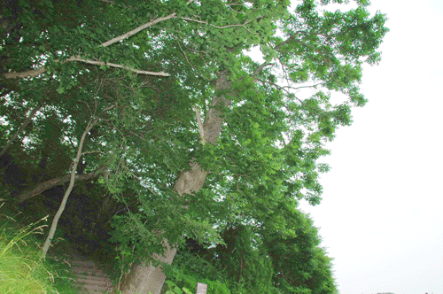 弟子屈町の名木ヤチダモの木の写真