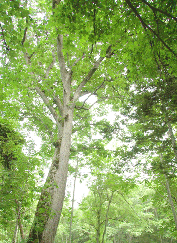 弟子屈町の名木ミズナラの木の写真