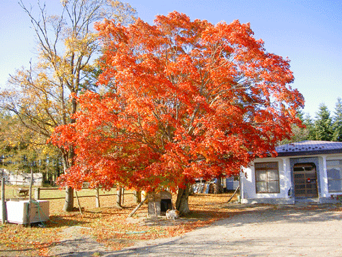 弟子屈町の名木モミジの木が紅葉している写真