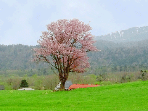 ピンクに色づいている弟子屈町の名木エゾヤマザクラの木の写真