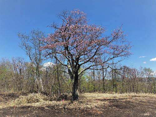 ピンクに色づいている弟子屈町の名木エゾヤマザクラの木の写真
